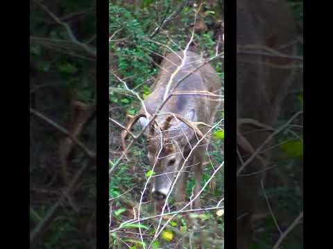 Things are looking... DOWN! [crazy set of antlers!] | N1 Outdoors