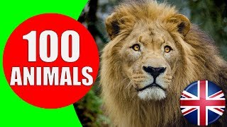 Animals for Kids to Learn - 100 Animals for Kids, Toddlers and Babies in English | Educational Video