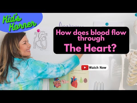 How does blood flow through the heart? | Kid's Korner