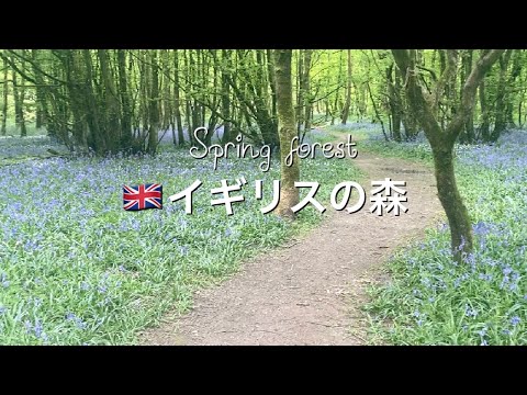 【#shorts】イギリスの春