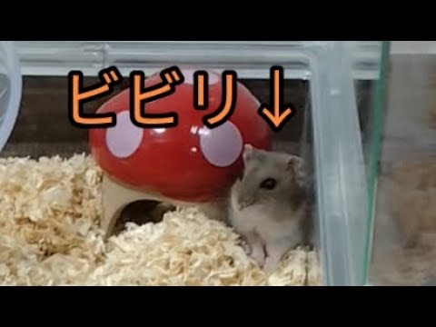 ビビリ？甘えん坊なハムスター（ピク）#ハムスター #ビビリ #可愛い#癒し#甘えん坊 #hamsters #cuteanimal