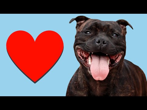 4 Signs Your Staffy LOVES You