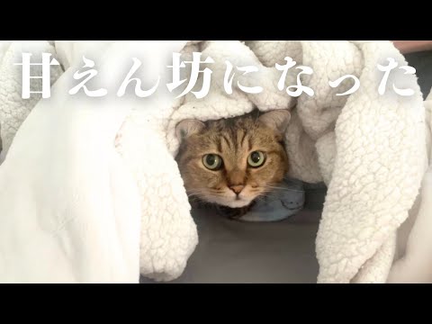 普段ツンツンしてる猫がお引越ししたらデレ猫になった…??