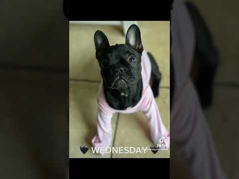 Les presento a mi bby #dog #puppy #frenchbulldog #frenchie #fyp #fypシ  #funnyvideo #peppapig #pets