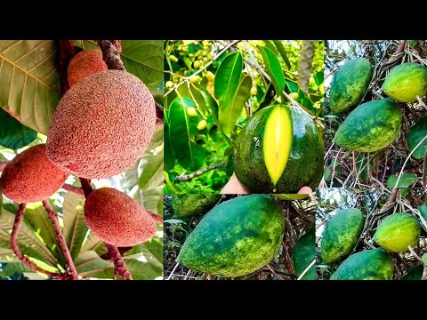 🟥 How To Care Succulent Plants in Winter| How To Care and Grow Indoor Flowering Plants in January