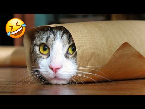 Funniest Animals Videos 2024😂🤣 || Funniest Cats And Dogs Video😁