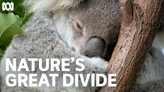 The beautiful bond between koala and eucalyptus tree | Nature's Great Divide