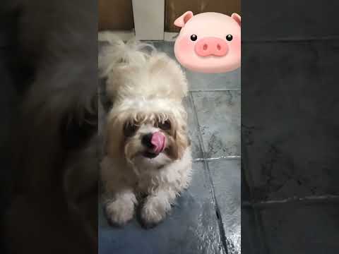 Beautiful smile Apollo #ShihTzu #yt #adorable #viral #trending #ytshorts