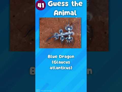 Guess the  Animal in Just 3 Seconds – Can You Do It?|The Quiz Show