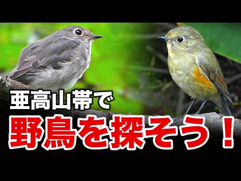 ルリビタキとの再会！初秋の山で会える野鳥たち〜