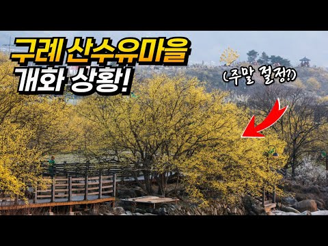 구례 산수유마을 축제 일정 개화상황 셔틀버스 정보 총정리!  | Spring Travel in Gurye, Korea