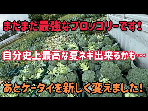 夏野菜は順調。今年の春ブロくろすす病が出なかった理由はよくわからんけどたぶんこれ