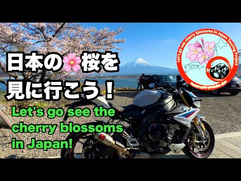 SAKURA＆Mt.Fuji＆Lake.Kawaguchiko日本の桜を見に行こう！Let's go see the cherry blossoms in Japan!