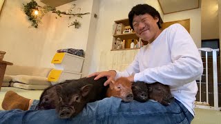 みやぞん、マイクロブタ🐷が成長すると結構デカくなる事を知ります🐽🐖