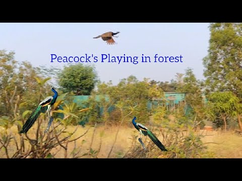 Peacocks playing in forest | Nature 🌿🍃