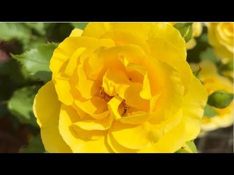 My Garden Yellow Roses | Yellow Roses | Roses | Garden video | Garden beauties