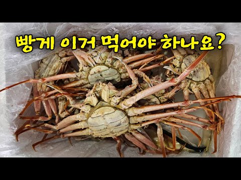 불법 빵게! 단속나온 암컷대게 보고 해양경찰이 그냥 한숨만 쉬고 가네요!!