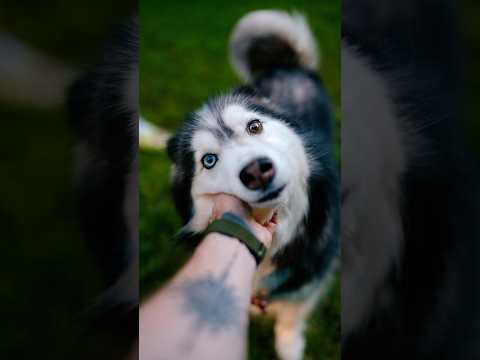 Husky & Malamute Mix with BEAUTIFUL eyes 😍 #dogphotography #streetportraits #heterochromia