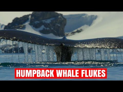 WHALE FLUKE - 12 Epic Scenes - HUMPBACK Whale Flukes 🐋