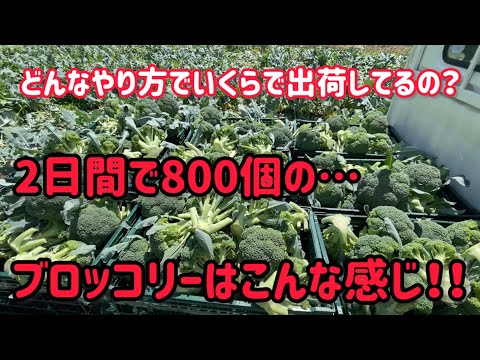 昔は土砂降りで収穫して300個くらい全滅させたなー。苦い思い出