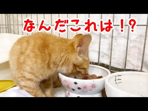 初めて黒缶を食べた保護子猫