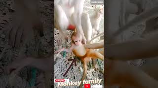 #bandar #trending #viral #animal #2022trends #funny #trending2022 #youtubeshorts #cute