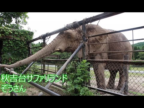 秋吉台サファリランド　ゾウさんへのえさやり