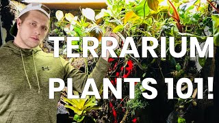 Terrarium Plants 101!