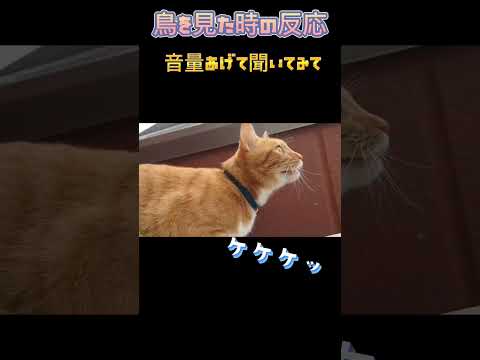 猫のクラッキング見たことある？？#shorts #猫 #わるねこ