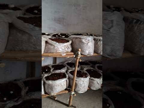 Mushroom farming business kaise start kare #shorts