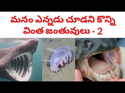 WEIRD ANIMALS AROUND WORLD | PART 2