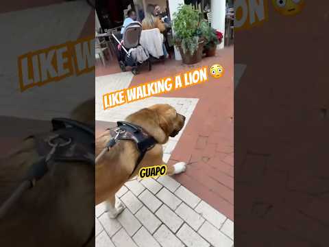 🦮Saludos de Plaza Mayor, Málaga #Guapo el #MastínEspañol #Spain