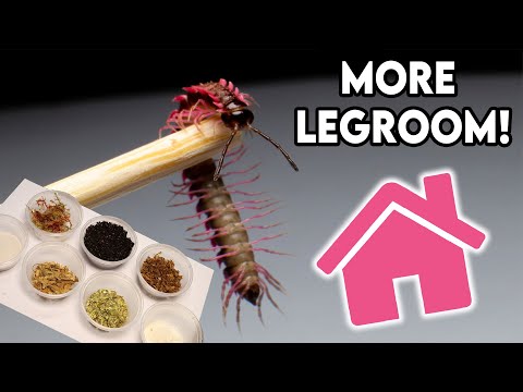 Creating my Pink Dragon Millipedes home [DESIGN]