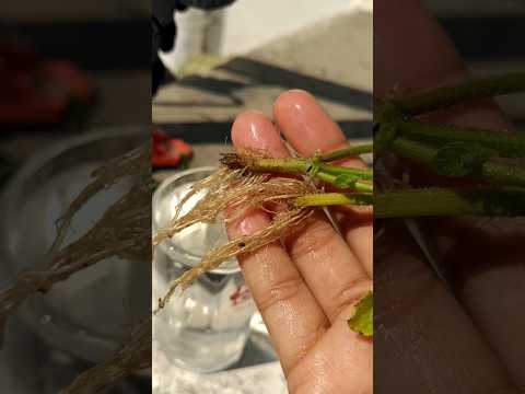 Propagation of mint in rainy season!