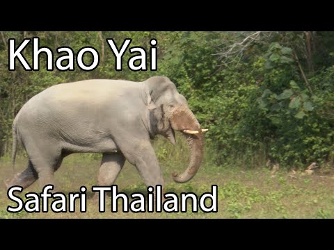 Searching for Thailands last elephants in Khao Yai, Thailand 4K