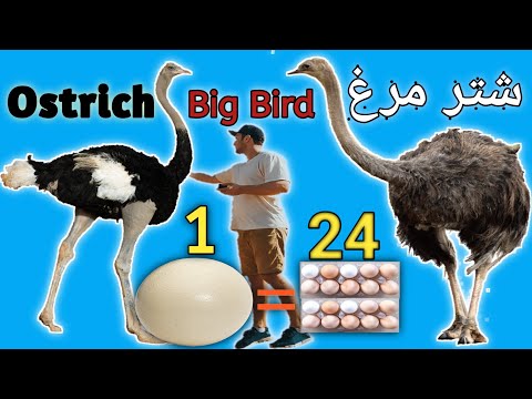 The story of ostrich😲documentary | ostrich eggs | ostrich attacks |  شتر مرغ