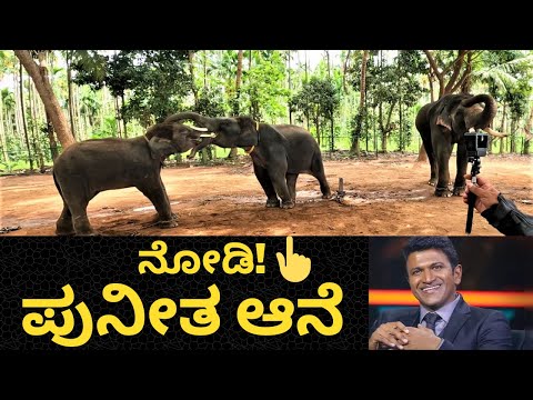 ಸಕ್ರೇಬೈಲಿನಲ್ಲಿ" ಪುನೀತ್ ರಾಜಕುಮಾರ್ "ಮರಿ ಆನೆ🐘।Baby Elephant Named PUNEETH RAJKUMAR🙏 @ SAKREBYLE SHIMOGA