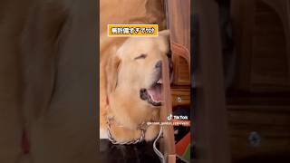 犬さんの動画見て笑ったら寝ろwwwwwww #pets #ゴールデンレトリバー #ゆっくり解説