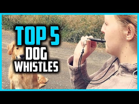 ✅Top 5 Best Dog Whistles To Train Your Dog in 2025