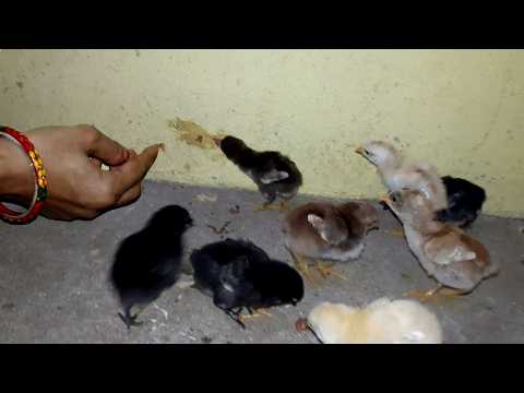 How to Feed Newly Hatched Chicks - Feeding Newborn Chickens