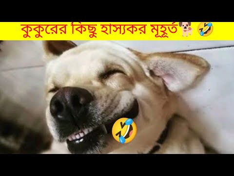 Some funny funny videos of dogs Please watch the complete video  ||#funnyvideo#animalfunny#meme