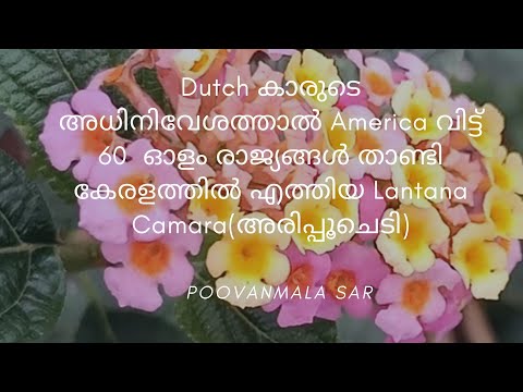 Dutchകാരുടെ അധിനിവേശത്താൽ America വിട്ട് 60 ഓളം രാജ്യങ്ങൾ താണ്ടി kerala ത്തിൽ എത്തിയ Lantana camara