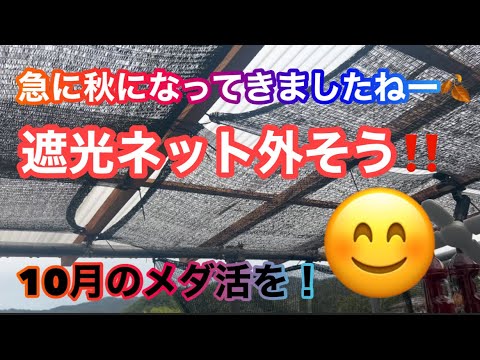 (メダカ)急に秋になってきました．早朝仕事前のメダ活。10月を意識していきましょう😨