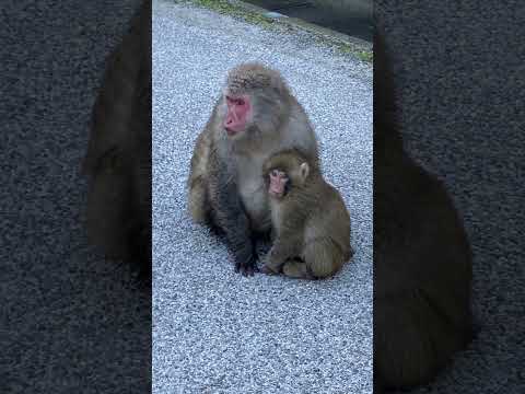 長野県　上高地　焼岳　Nagano Kamikouchi Mt.Yakedake