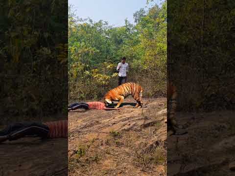 Open tiger Attack in a Man 🐯_ #junglewildlife #wildlife #tiger #trend #tigertime #tigerlove