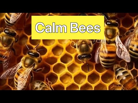 Encourage Calm Bees