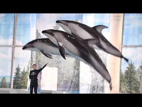 Ocean Discovery: Belugas & Dolphins (Full Show) - SeaWorld San Antonio - May 19, 2024