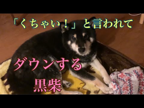 【黒柴・保護犬】くちゃいと言われてダウンする黒柴うめ