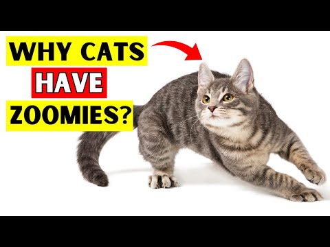 Real Reason Why Your Cat Has Zoomies (and What It Means for You)