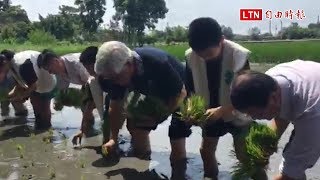 雲林之光！斗南越光米取代日本進口越光米